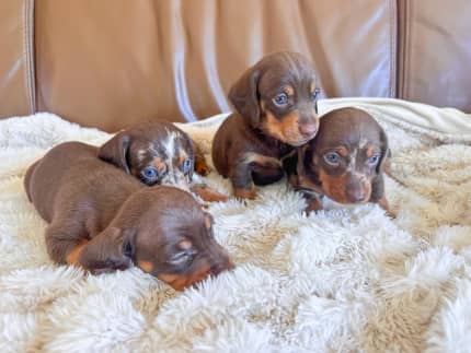 Chocolate dapple clearance dachshund for sale