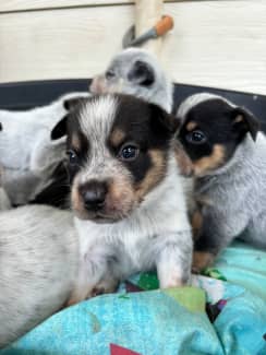 Blue best sale heeler gumtree