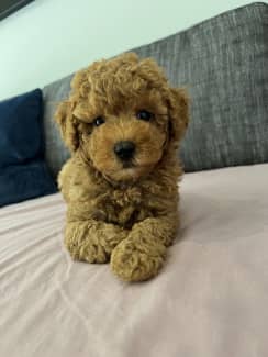 gumtree toy poodle puppies for sale