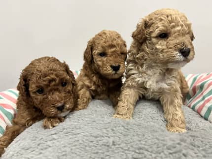 Toy poodle outlet gumtree