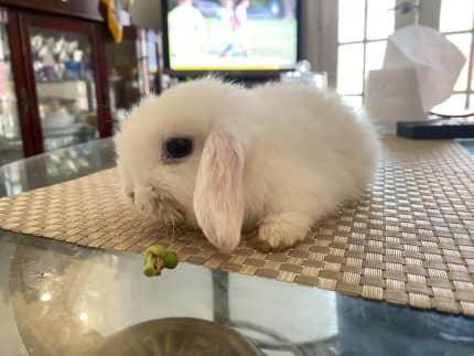 Free bunnies for hot sale sale near me