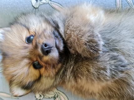 gumtree toy pom puppies