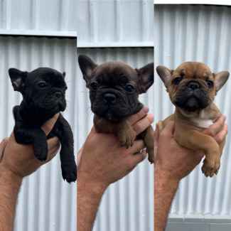 how much are french bulldogs nz