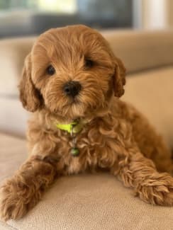 toy cavoodles for sale gold coast