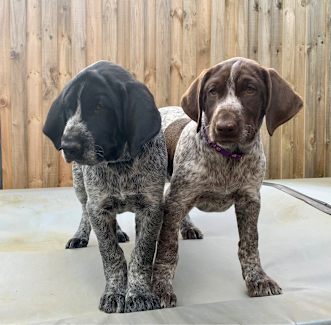 german wirehaired pointer puppies craigslist