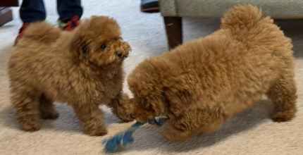 Exquisite Adorable Toy Poodle Pups Ready for Their Homes Dogs Puppies Gumtree Australia Casey Area Endeavour Hills 1327754155