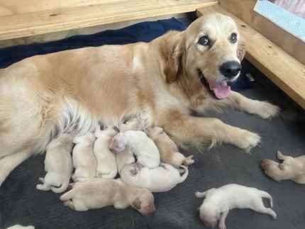 Golden retriever fashion puppies gumtree