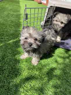 Maltese shih tzu x hot sale pomeranian