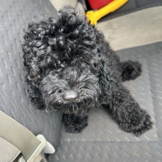 Free poodle store to good home