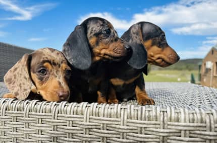 Dachshund cheap puppies gumtree