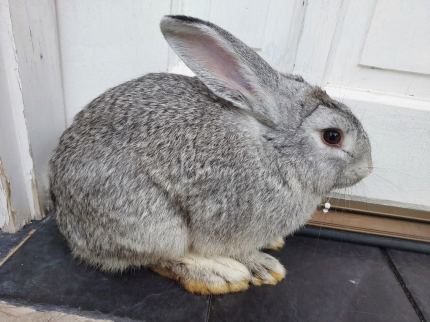 Mini lop hutch sales