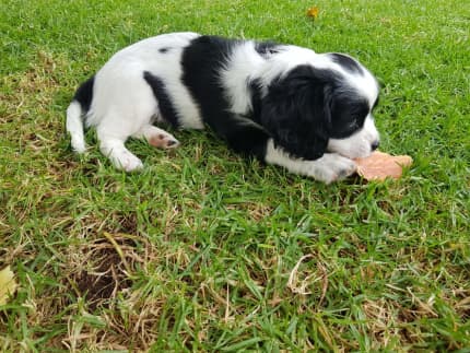 Border collie cavalier sales king charles spaniel