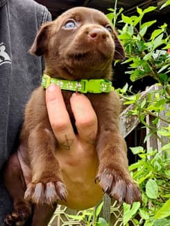 Wkc kelpie hot sale