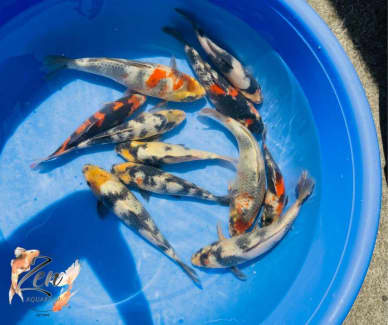 koi for sale private