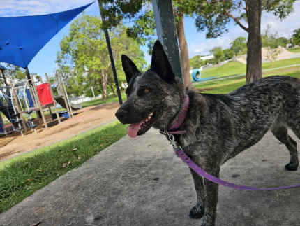 Cattle clearance dog gumtree