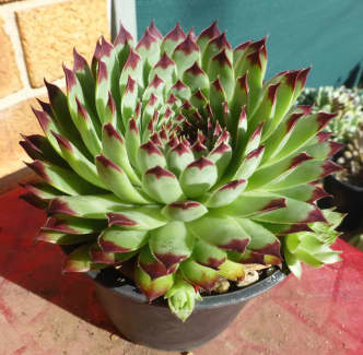 Sempervivum Calcareum With Offsets | Plants | Gumtree Australia Nillumbik  Area - Eltham North | 1307128512