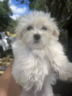 Maltese terrier sales x poodle