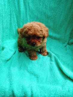 Teacup 2024 puppies gumtree