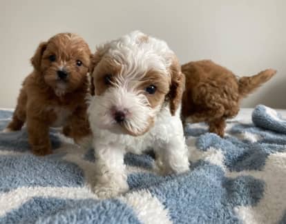 Cavoodle x clearance toy poodle