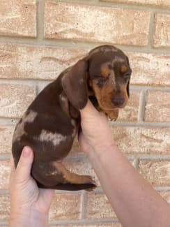 Miniature Chocolate Dachshunds | Dogs & Puppies | Gumtree Australia  Mundaring Area - Stoneville | 1312287608