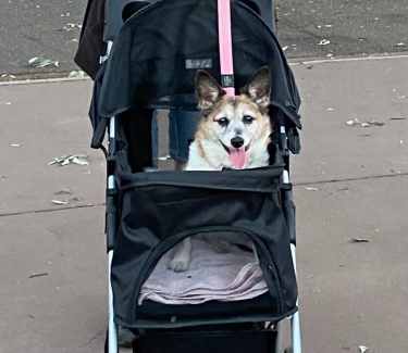 Ipet dog pram Pet Products Gumtree Australia Playford Area Andrews Farm 1327559009