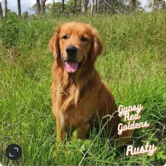 Nova scotia duck sales tolling retriever gumtree