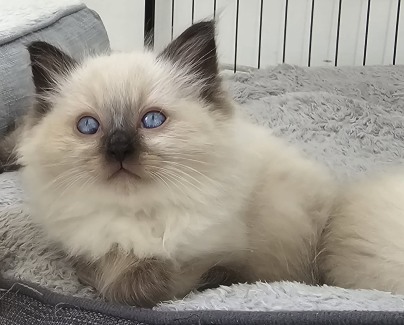 Gumtree ragdoll shop