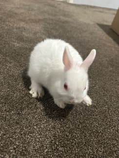 Gumtree clearance netherland dwarf