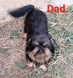 Brussels sales griffon gumtree