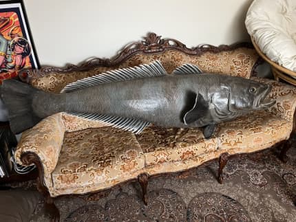 Absolutely massive taxidermy fish, Other Antiques, Art & Collectables, Gumtree Australia Melville Area - Brentwood