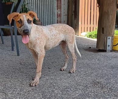 Bull arab best sale cross catahoula