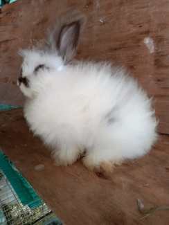 english angora bunny