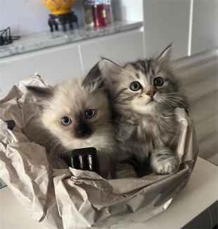 Ragdoll best sale chinchilla kittens