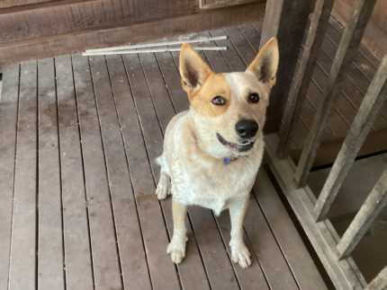 Cattle sale dog gumtree