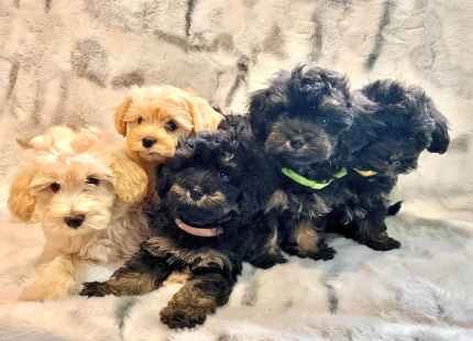 Gumtree maltipoo sales