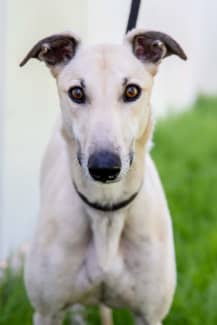 Gumtree greyhound best sale