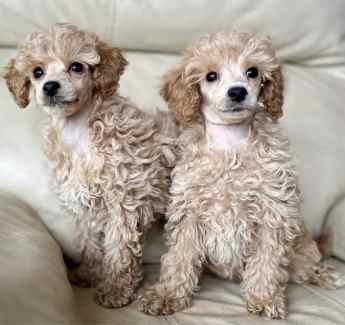 Gumtree toy poodles for sale best sale