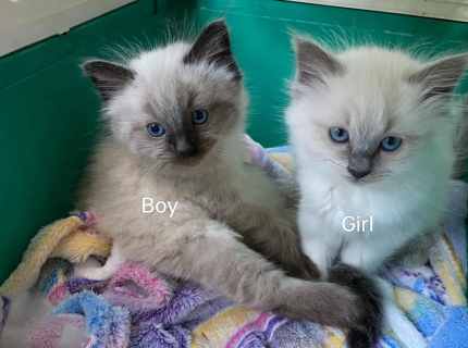 PRICE REDUCED Beautiful Ragdoll kittens Cats Kittens Gumtree Australia Bendigo City Quarry Hill 1329413370