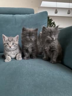 British blue best sale cross ragdoll kittens