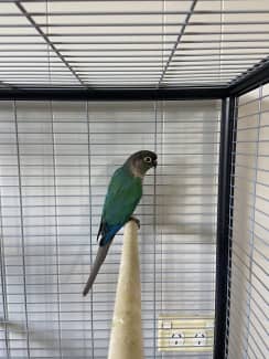 green cheek conure gumtree