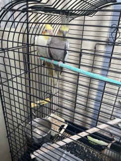 Cockatiel shop cage gumtree