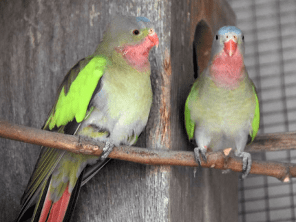 Princess parrot and sales cockatiel