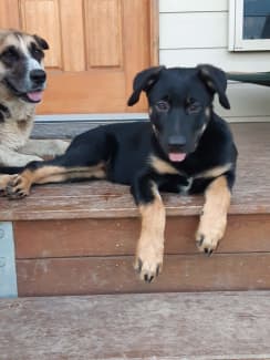 Kelpie x sales german shepherd puppies