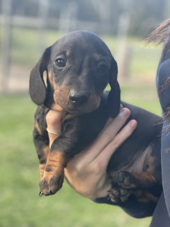 sausage dogs for sale on gumtree