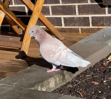 golden checkered pigeon