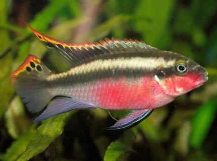 kribensis cichlid for sale