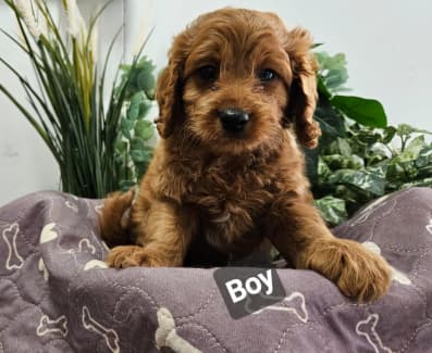 Gumtree best sale cavoodle puppies