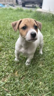 Jack russell for sale 2024 gumtree