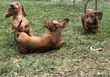 Dachshund puppies for gumtree fashion