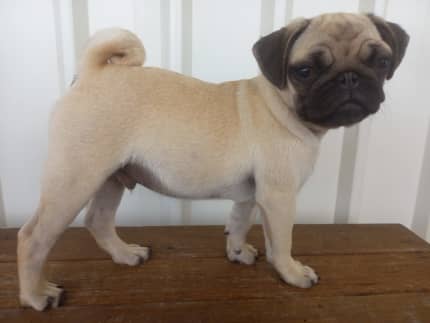 Pedigree pug puppy Dogs Puppies Gumtree Australia Tweed